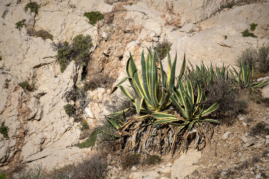 Agave dans un paysage rocheux