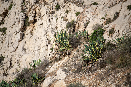 Agave sur une paroi rocheuse