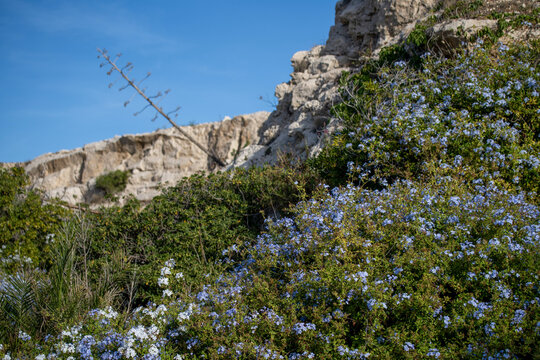 Dentelaires du Cap sur une paroi rocheuse