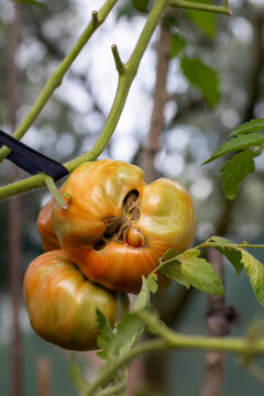 Fresh Heirloom Tomatoes Growing on Vine with Natural Blossom End Scarring and Catfacing