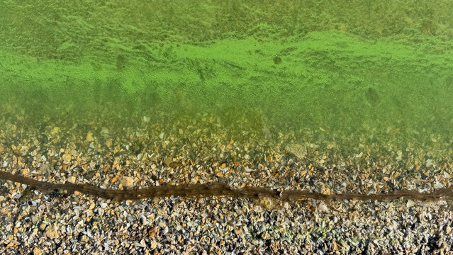 Cyanobacteria bloom turning shallow water lime green at a shell and gravel shoreline, top view of algae pollution