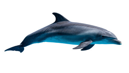 Graceful bottlenose dolphin swimming, isolated on transparent background © xing