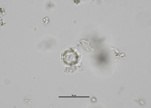 soil microorganisms under a microscope including amoeba, flagellates, nematodes, fungi, bacteria