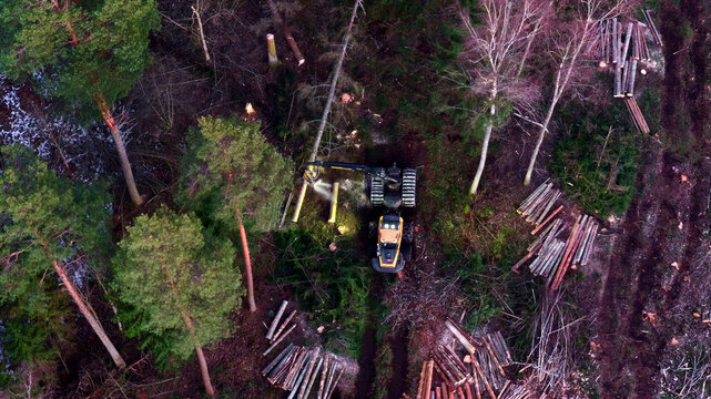 Aerial view of a forestry harvester machine cutting trees in a dense forest with piles of logs on the ground in Latvija.
