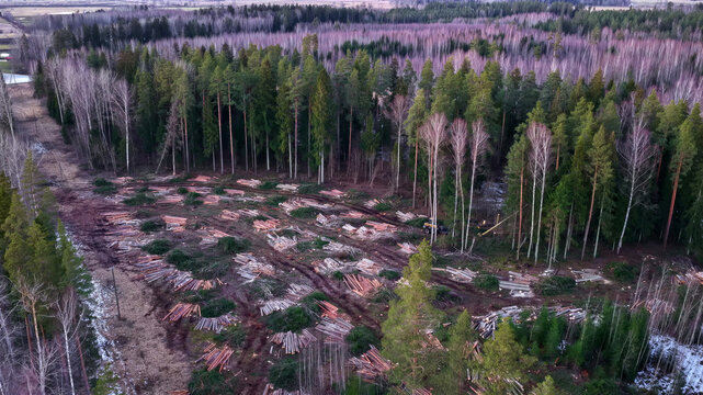 Aerial view of a forest clearing with stacks of freshly cut timber and logging debris surrounded by dense evergreen and deciduous trees in Latvia.