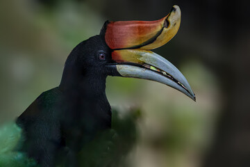 Rhinoceros hornbill © YK