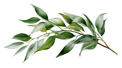 Fototapeta premium Variegated green leaves branch botanical plant foliage transparent for design elements background