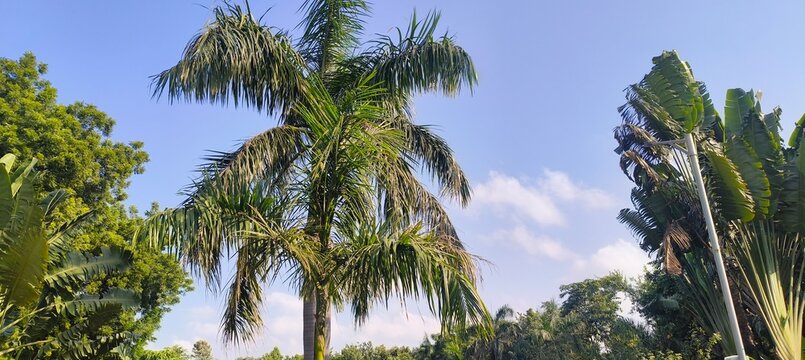Beautiful traveler's palm tree (Ravenala madagascariensis) with huge fan-shaped green leaves against a vibrant blue sky