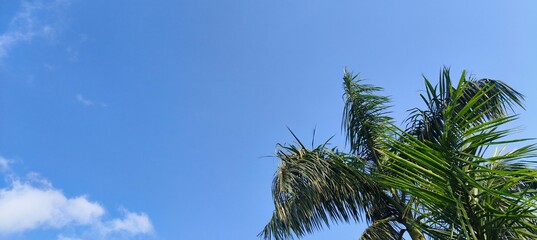 Vibrant green palm tree branches swaying under a bright blue sky with soft white clouds, beautiful minimalist nature background © mahesh