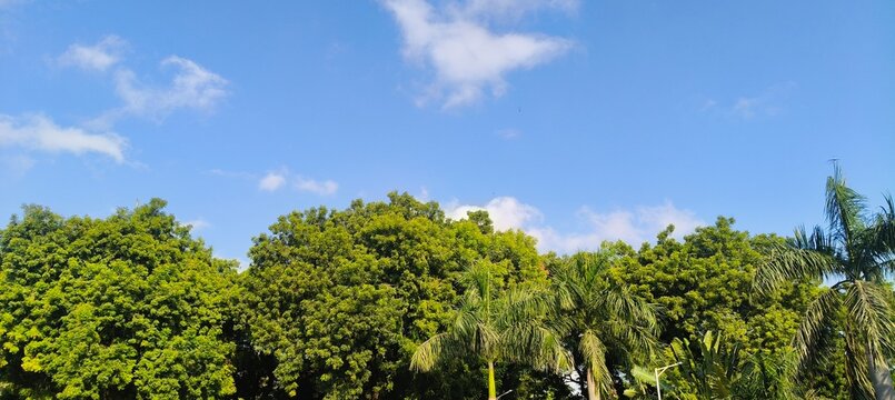 Lush green neem trees and palm trees under a bright blue sky with soft white clouds on a sunny day