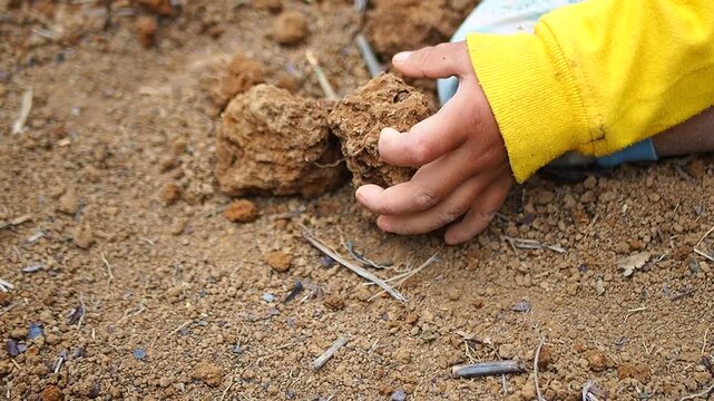 Close-up of a Young Child's Hands Playing with Dry Soil Clods Outdoors