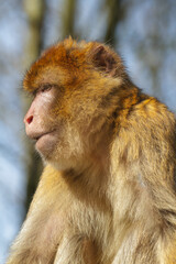 Obraz premium A beautiful close-up photo of a Barbary macaque in its natural habitat. 