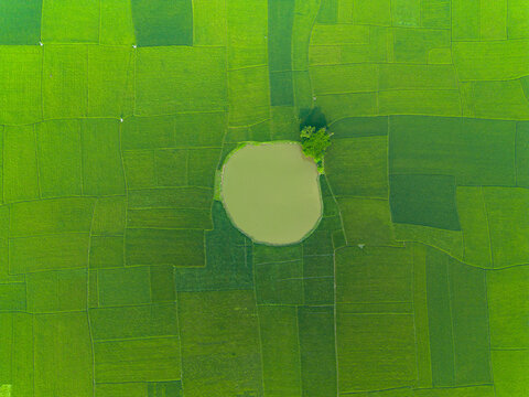 Aerial view of a vibrant green rice paddy field with a circular pond and a small cluster of trees, showcasing the agricultural landscape of Rajshahi, Rajshahi Division, Bangladesh.