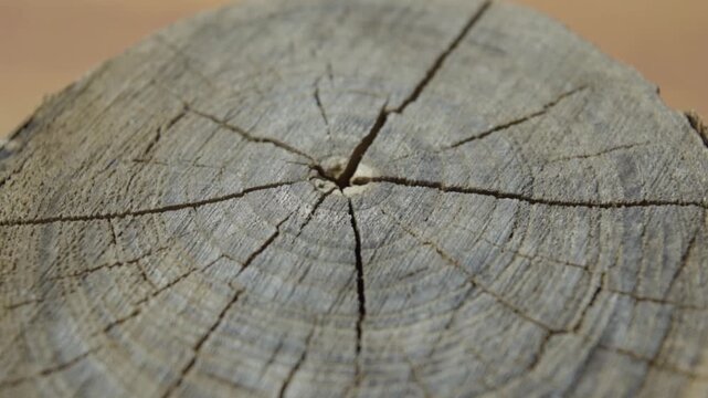 Rotating cross-section of a weathered old tree stump showing concentric growth rings and radial cracks