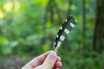 Hand holding a mottled black and white bird feather against softly blurred green forest vegetation. Found bird feather in natural woodland surroundings © Hanna