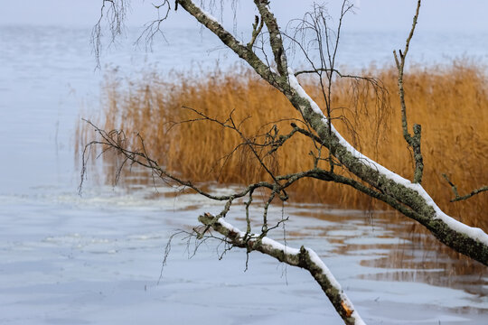 Lovely November landscape by the lakeshore. The birch leaves have fallen, and the landscape has taken on the colors of autumn. Empty space for text.