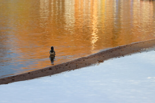 A hooded crow (Corvus corone cornix) wading in a lake in late November. Autumn colors are reflected in the water. There is already a light dusting of snow on the ground.