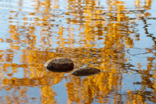 Stones in the lake's shallows in November. Yellow autumn birch leaves are beautifully reflected on the surface of the lake. Empty space for text. 