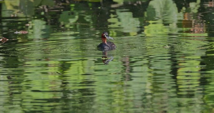 Little grebe Tachybaptus ruficollis swimming with shrimp prey in green pond water, natural hunting behavior, wildlife documentary background, slow motion.
