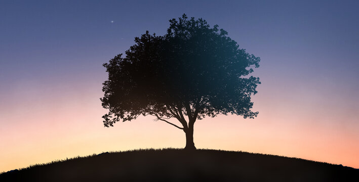 Single tree silhouette on hill at twilight sky life concept background