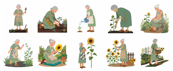 Fototapeta premium Elderly Woman Gardening and Tending Sunflowers Flat Vector Illustration Character Set