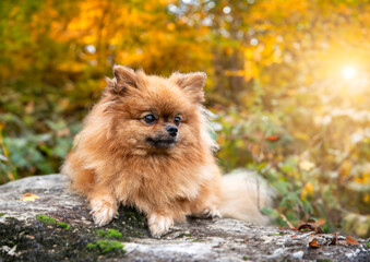 Fototapeta premium pomeranian in nature