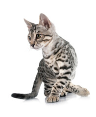 bengal in studio © cynoclub