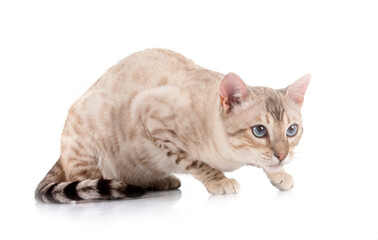 bengal in studio © cynoclub