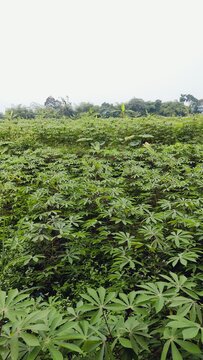 Landscape of cassava farm plantation with lush tropical trees in the background