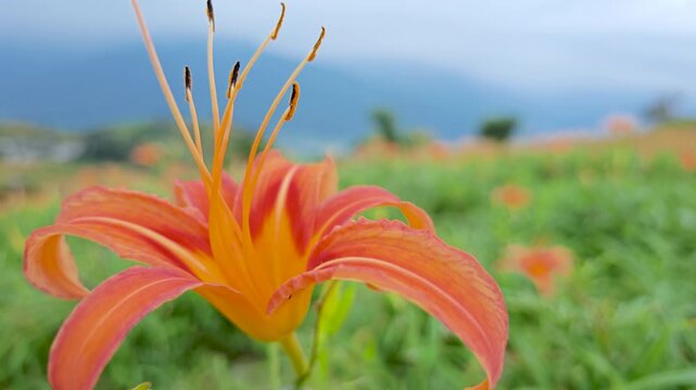 Close-up of blooming daylilies in Hualien, Taiwan.