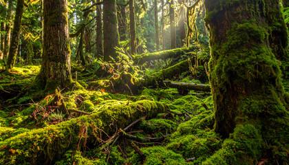 Obraz premium Lush green moss covered forest floor with sunbeams filtering through ancient trees in a wild nature setting