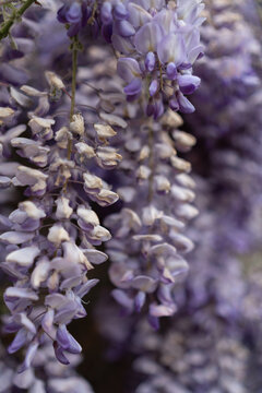 Purple wisteria flowers blossom nature hanging floral clusters blooming in a garden during spring season