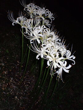 White spider lilies with water droplets rising on tall stems at night