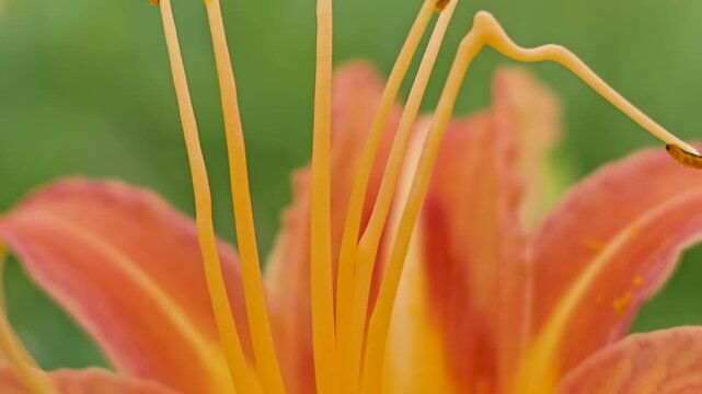 Close-up of blooming daylilies in Hualien, Taiwan.