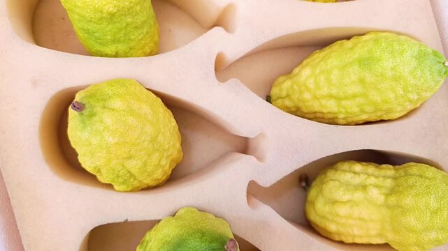 Fresh etrog citrus fruits in boxes for the Jewish holiday of Sukkot, traditional ritual fruit for the Four Species ceremony. Close-up of etrog in packaging, symbol of Jewish harvest festival.