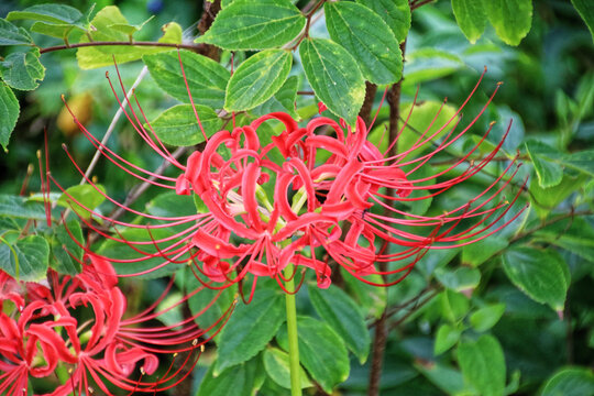 Red spider lily (Lycoris radiata) blooming in autumn