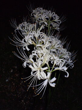White spider lilies with water droplets against a dark background