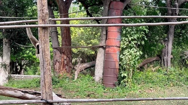 Gibbon hanging in a zoo