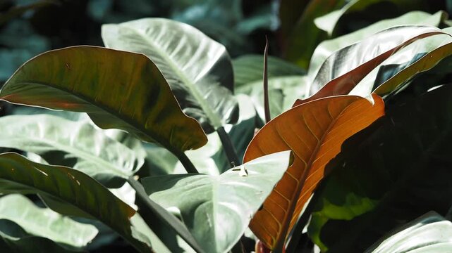 Sunlight dancing across lush green and orange tropical philodendron leaves in wild garden.