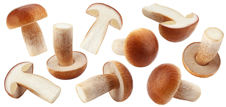mushroom, boletus edulis, porcini, king bolete, isolated, full depth of field