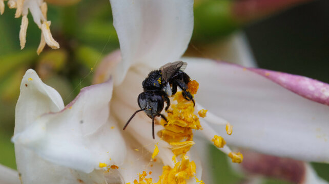 Macro photography of a native Australian stingless bee (Tetragonula species) collecting pollen on a white lemon flower