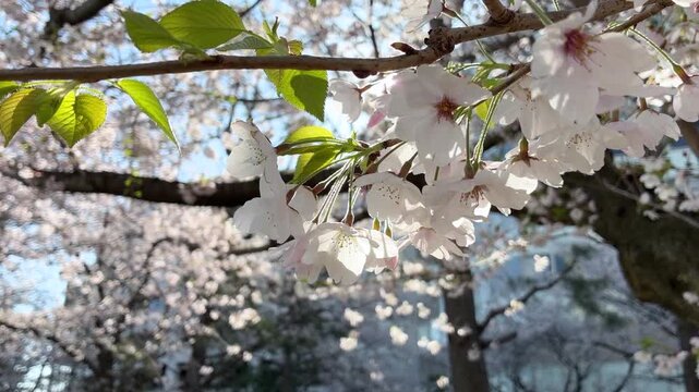 神奈川県横浜市の運河沿いに咲くソメイヨシノの桜並木
