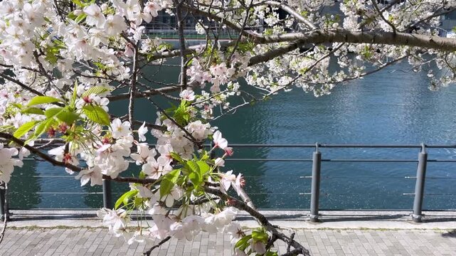 神奈川県横浜市の運河沿いに咲くソメイヨシノの桜並木