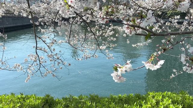 神奈川県横浜市の運河沿いに咲くソメイヨシノの桜並木