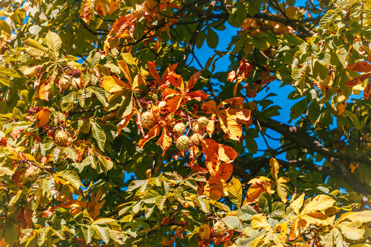 A horse chestnut tree, Aesculus hippocastanum, carries many spiny seed capsules among green, yellow and orange foliage under blue sky.