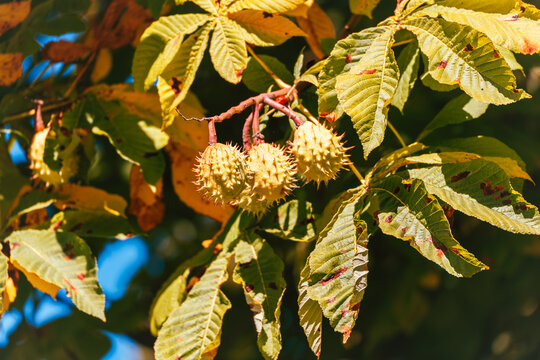 Close view of pale spiny seed capsules on a horse chestnut, Aesculus hippocastanum, surrounded by sunlit leaves changing color.