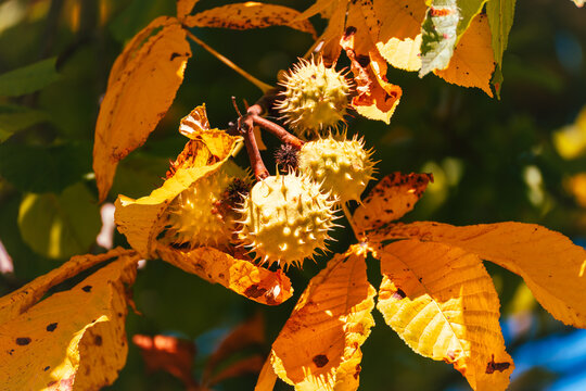 Several prickly horse chestnut fruits, Aesculus hippocastanum, glow in warm sunlight among vivid orange leaves and dark green bokeh.