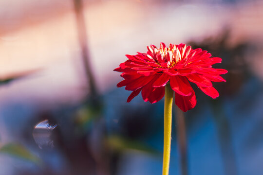 A layered red zinnia flower, Zinnia elegans, rises on a straight green stem against a softly blurred pastel garden background.
