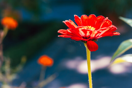 A vivid red zinnia, Zinnia elegans, blooms on a slender stem in strong sunlight against a softly blurred blue green garden background.