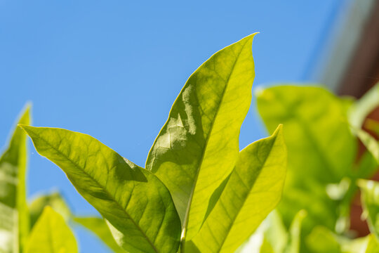 Translucent green leaves of blue potato bush, Lycianthes rantonnetii, glow in sunlight against a clean blue sky and soft garden background.